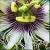 Passion flower Herbal Supplement Capsules-