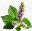 Aged Dark Patchouli Essential Oil