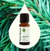 Balsam Fir Essential Oil