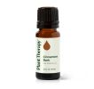 Cinnamon Bark Essential Oil
