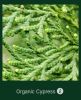 Cypress Organic Essential Oil